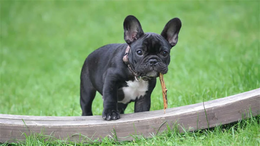 Espasmos musculares em cães: causas e quando se preocupar