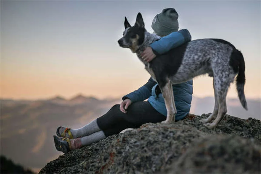 Espasmos musculares em cães: causas e quando se preocupar