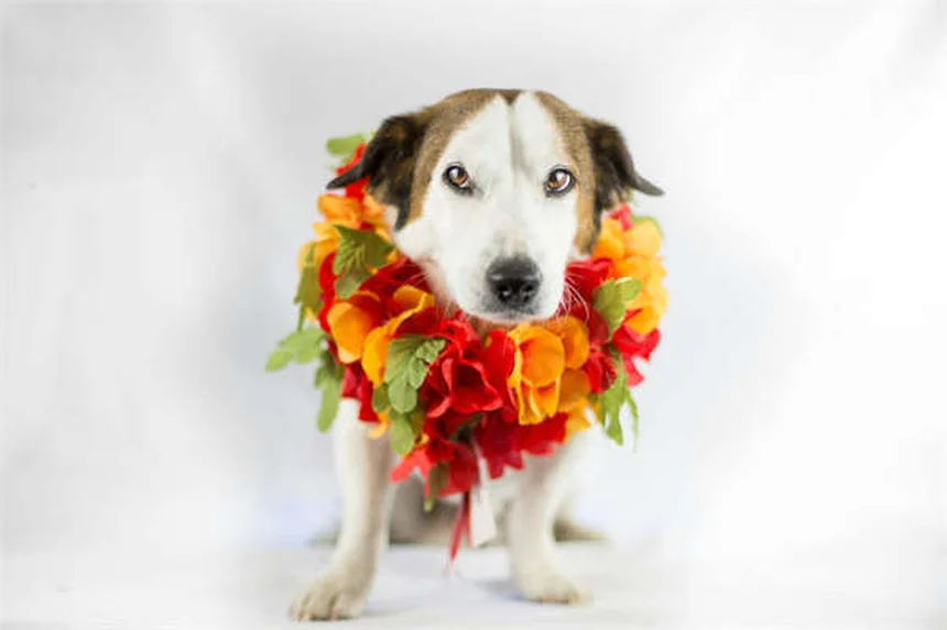 Hipoglicemia em Furões: Sintomas, Causas e Tratamento (Guia Completo)