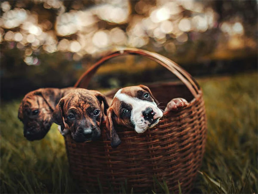 Brometo de Potássio para Cães: Tudo o que Você Precisa Saber