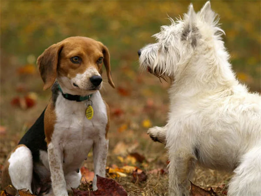 Como eliminar o cheiro de xixi de cachorro: 5 truques infalíveis