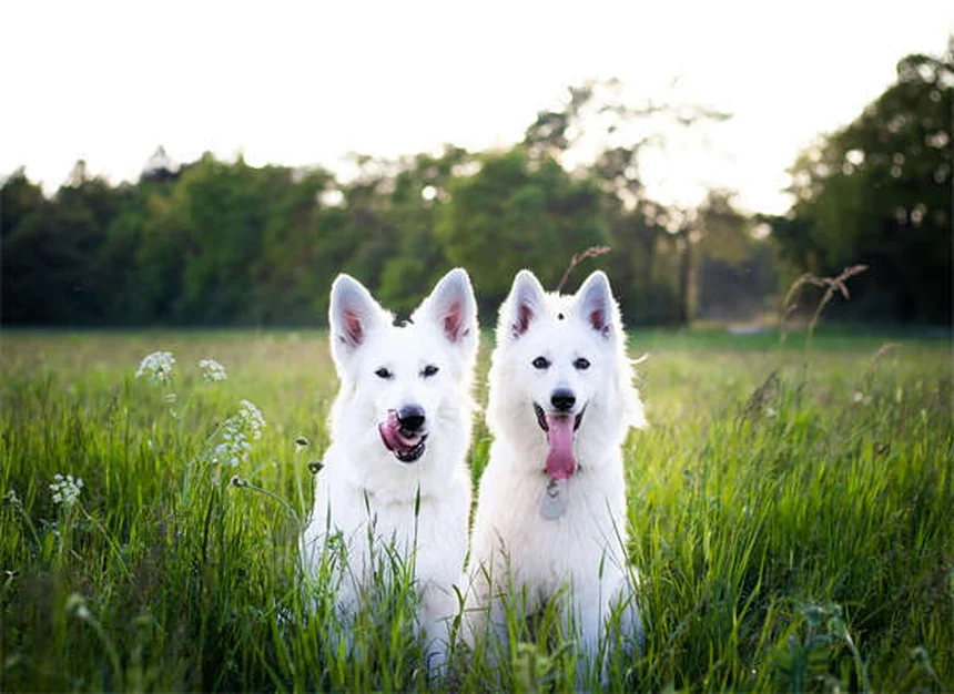 Problemas nas glândulas anais do seu cão? Saiba como identificar e tratar!