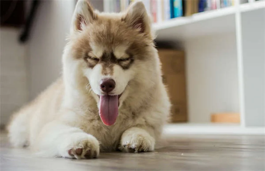 19 Produtos de Beleza Perigosos para Seu Pet - Cuidados Essenciais