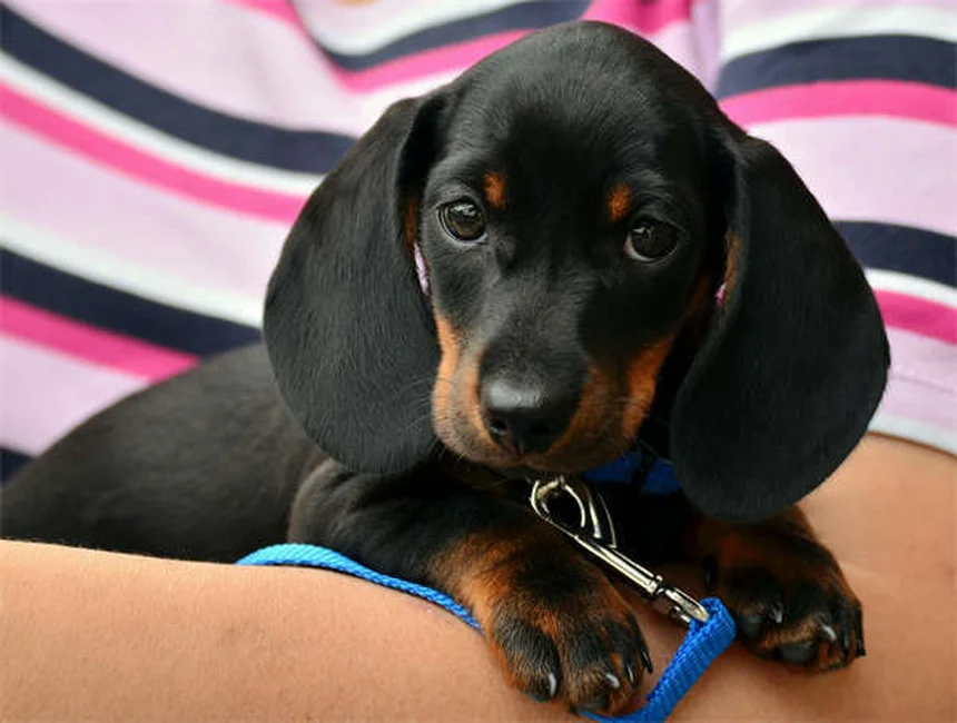 19 Produtos de Beleza Perigosos para Seu Pet - Cuidados Essenciais