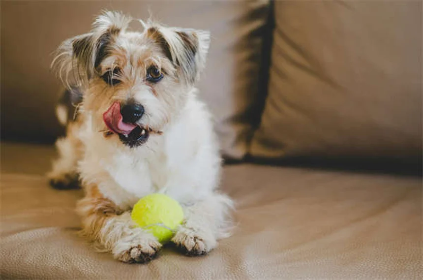 19 Produtos de Beleza Perigosos para Seu Pet - Cuidados Essenciais