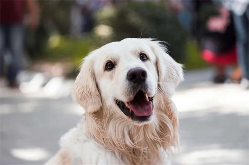 12 fatos surpreendentes sobre a língua dos cães que você não sabia
