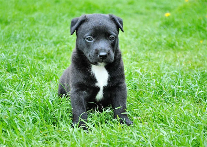 12 fatos surpreendentes sobre a língua dos cães que você não sabia