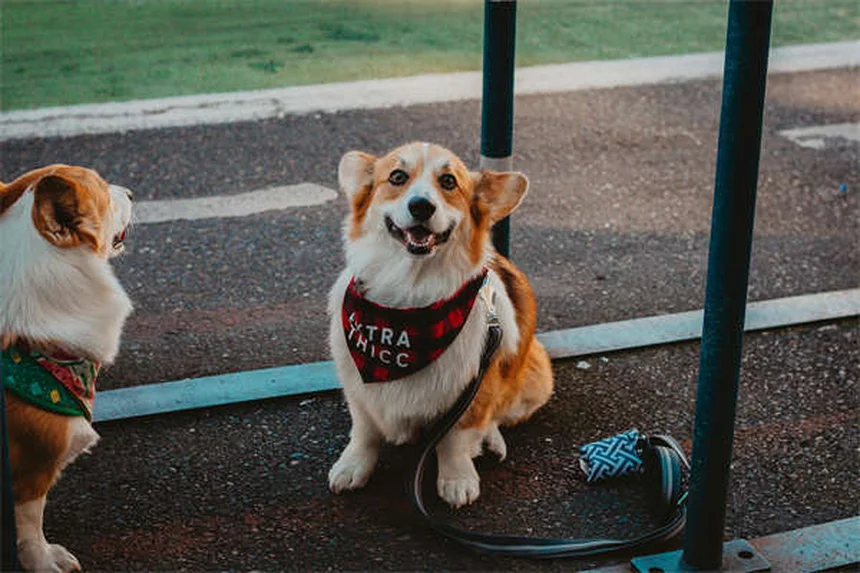 Animais de Suporte Emocional: Tudo o que Você Precisa Saber em 2024