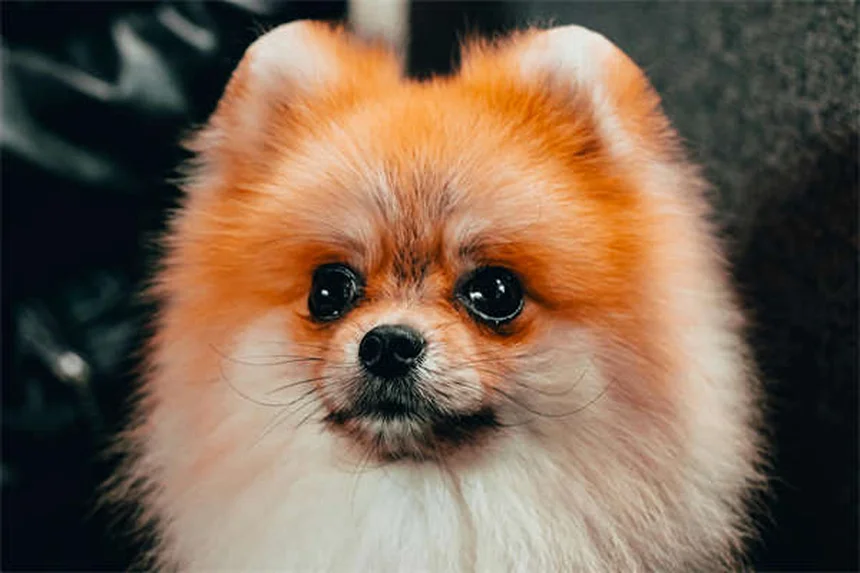 Animais de Suporte Emocional: Tudo o que Você Precisa Saber em 2024