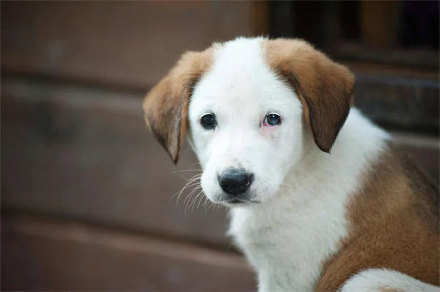 Animais de Suporte Emocional: Tudo o que Você Precisa Saber em 2024