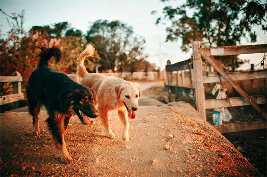 Como escolher o melhor veterinário equino para o seu cavalo