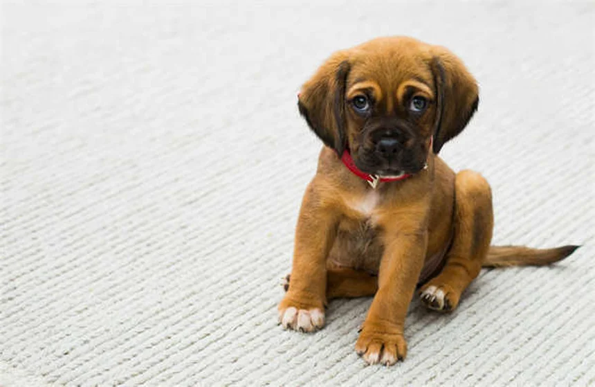 Plano de bem-estar para cães: vale a pena? Descubra agora!