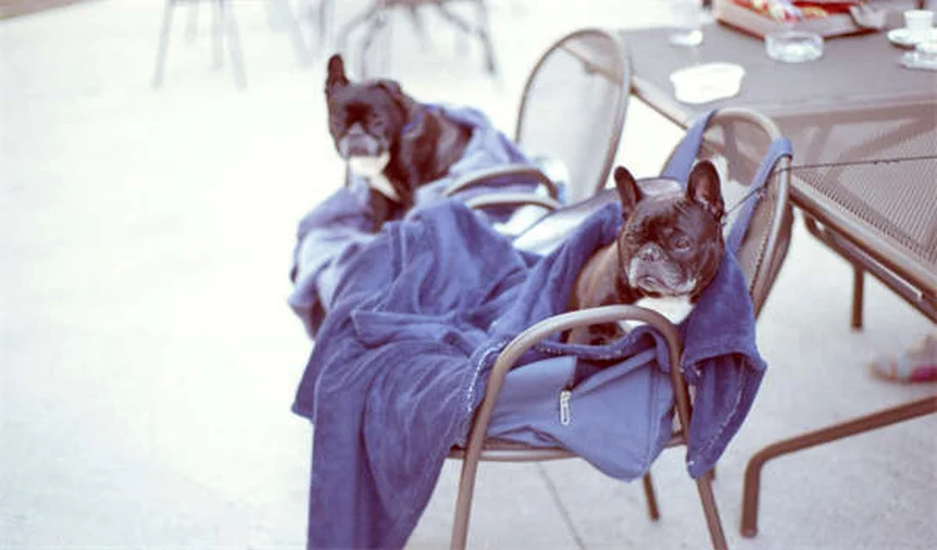 Sangue na urina de cães: causas e o que fazer (Guia 2024)