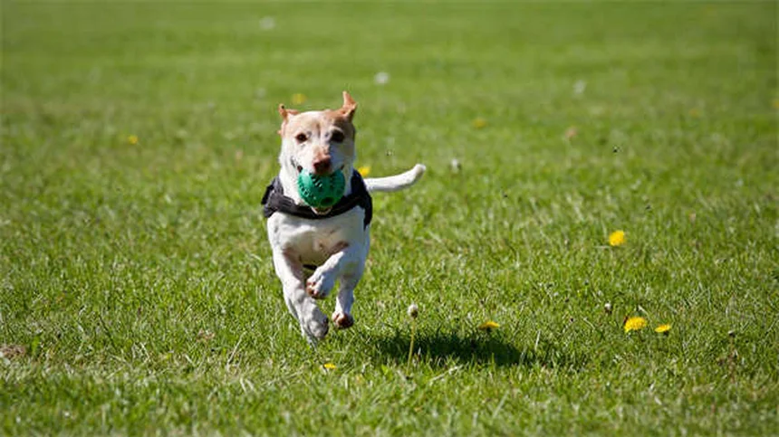 Areia sanitária para cães: solução prática para donos ocupados