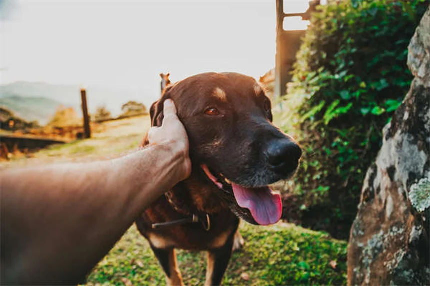 Como evitar que seu cão pule nas pessoas: 5 dicas infalíveis