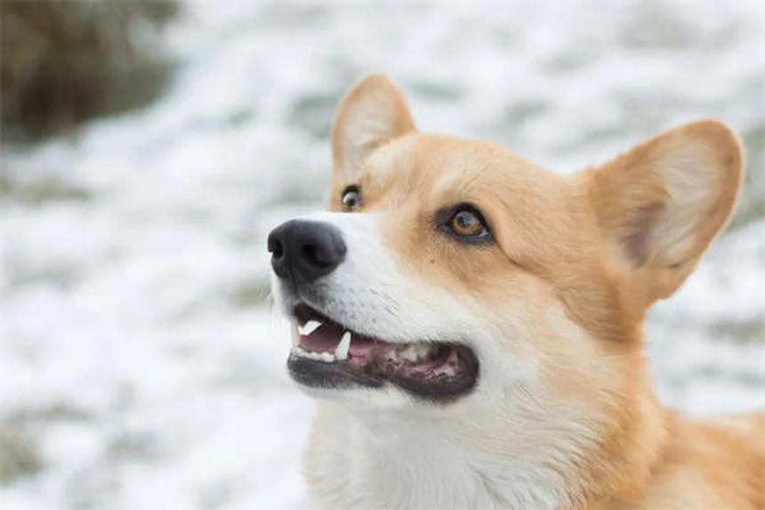 Por que os cães levantam a perna para fazer xixi? Descubra o segredo!