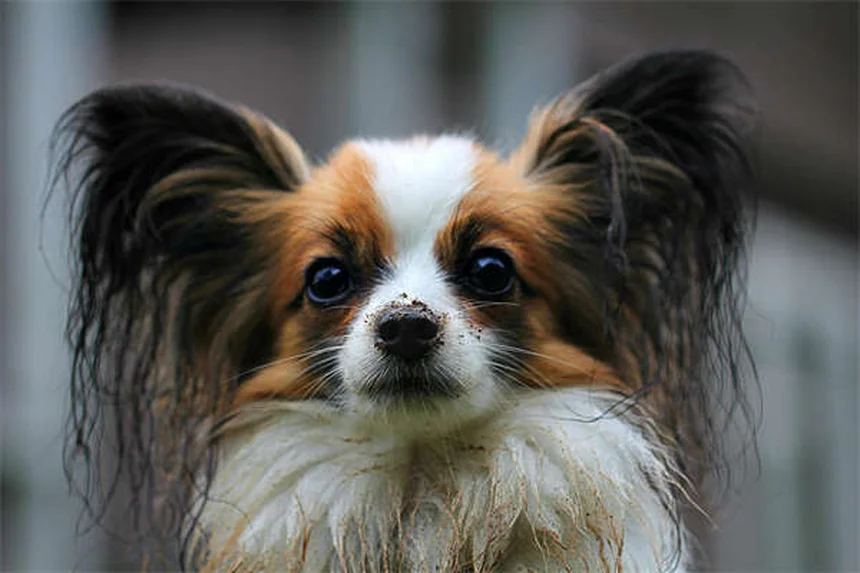 Por que os cães levantam a perna para fazer xixi? Descubra o segredo!