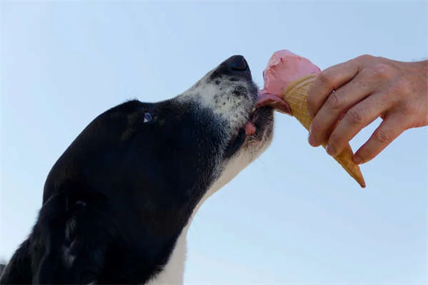 Spray nasal para cães: é seguro? Veja o que dizem os veterinários!