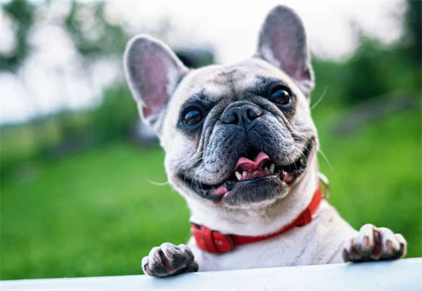 Brinquedos seguros para coelhos: como escolher os melhores